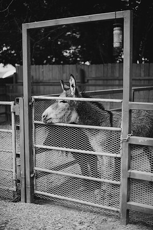 DSC_5051-2