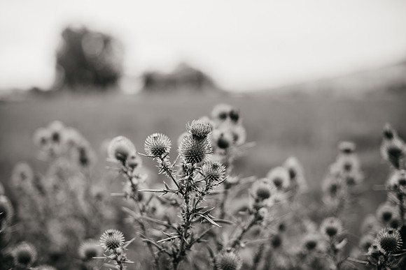 DSC_3937-3
