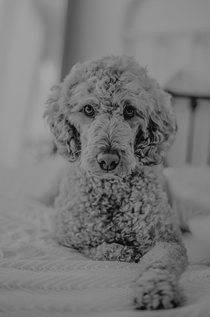 DSC_6003-Edit-2