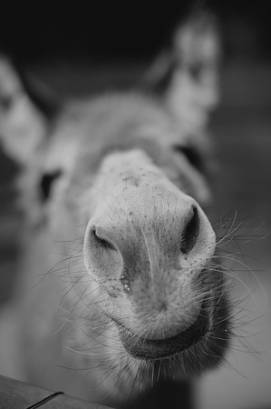 DSC_5094-3